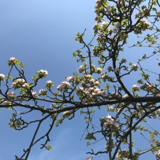 Apple blossom